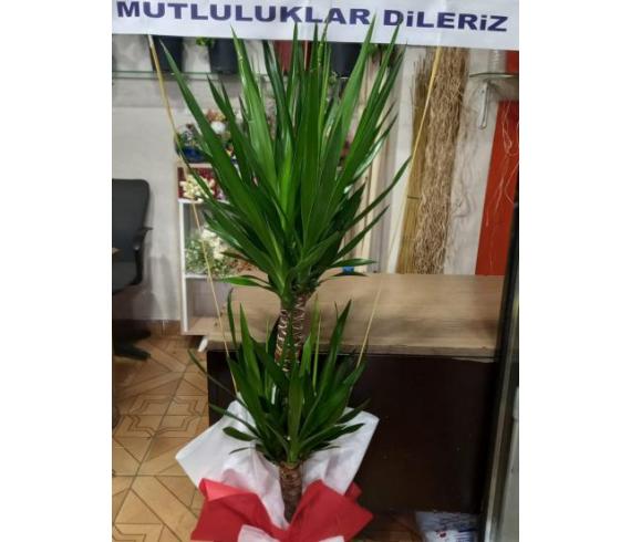 Saksı Çiçekleri 2li Yucca