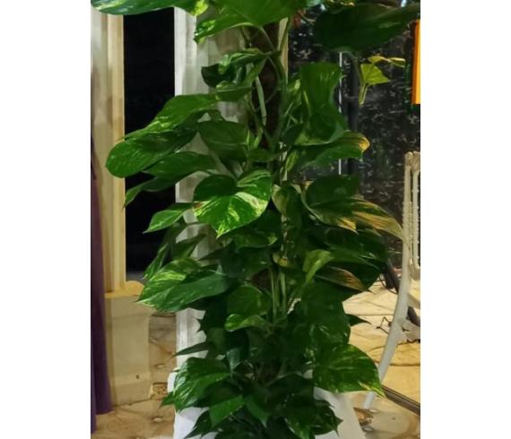 Saksı Çiçekleri Patos Sarmaşık