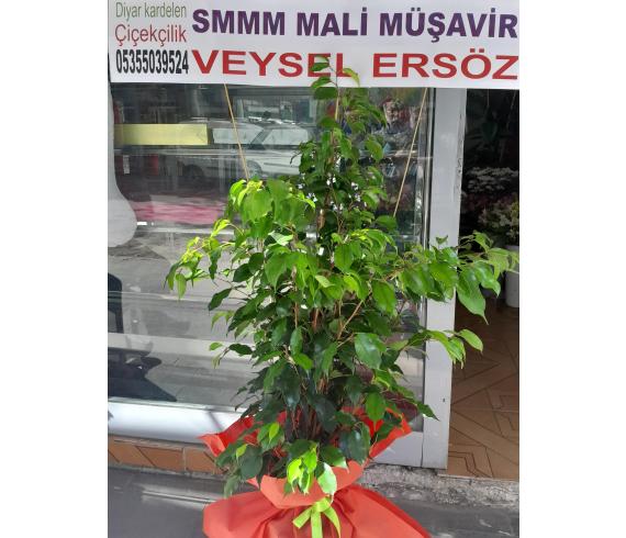 Salon Bitkisi Şeflera