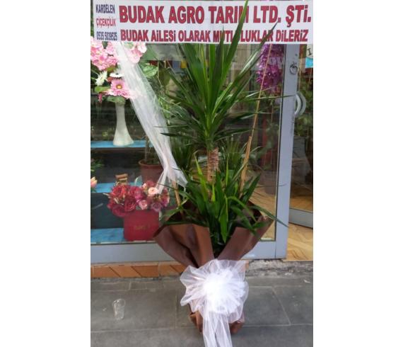 Büyük Boy İkili Yucca