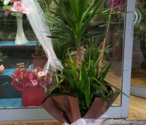 Büyük Boy İkili Yucca