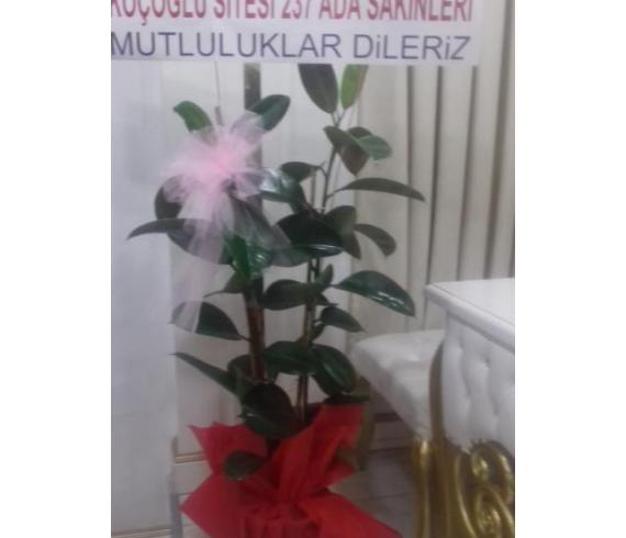 Saksı Çiçekleri 2li Kauçuk