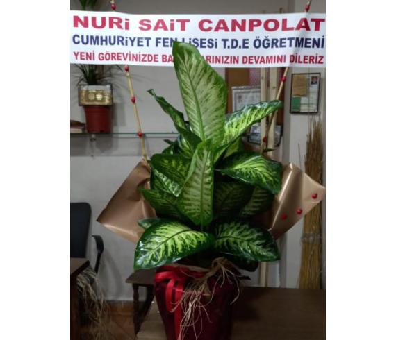 Saksı Çiçekleri Tropik